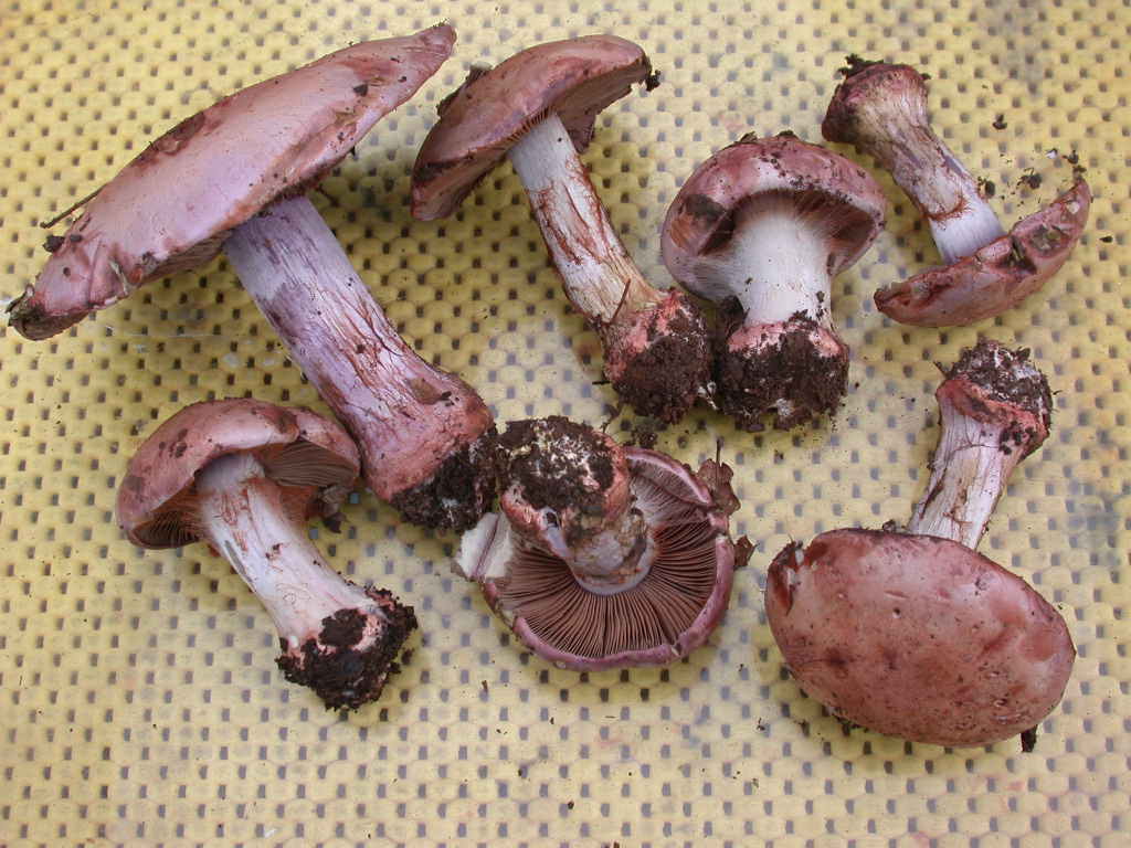 E'' tempo di .... QUIZZZZ